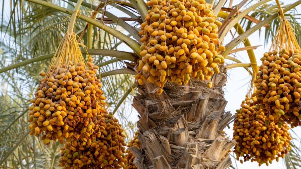 Datteri gialli appesi all'albero