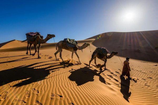 Tour Marrakesh e deserto: cammelli nel deserto